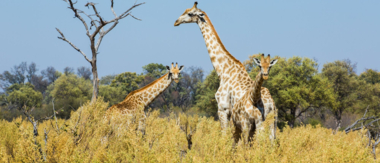 Verneys Wildife March Report Wildlife