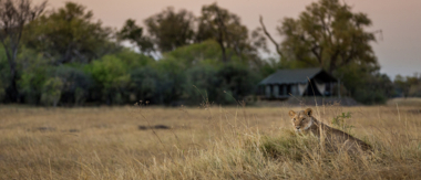 Machaba Botswana Okavango Delta Little Machaba Camp Lion 2018