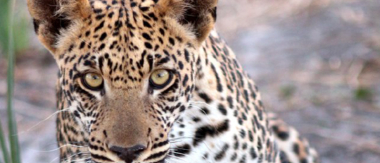 Machaba Botswana Okavango Delta Gomoti Plains Camp Leopard 2 Sightings November 2017