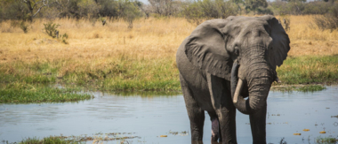 Gomoti Wildlife Sightings March Cta