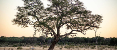 Machaba Zimbabwe Hwange Deteema August Sightings 2020 Cta Hwange