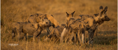 Machaba Camp Botswana Okavango Delta Little Machaba Camp Wild Dogs Sightings September 2019