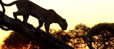 Machaba Botswana Okavango Delta Gomoti Plains Camp Leopard Sightings August 2017