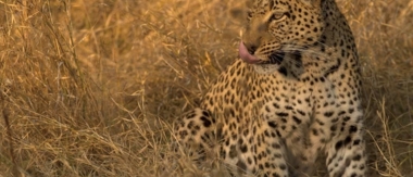 Machaba Camp Botswana Okavango Delta Little Machaba Camp Leopard Sightings June 2018