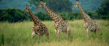 Machaba Botswana Hwange Deteema Cta Wildlife May Sightings 2020