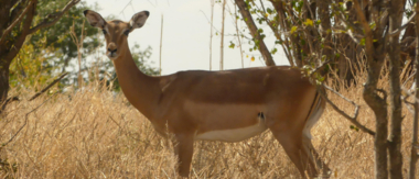 Machaba Zimbabwe Hwange Deteema Impala June Sightings 2020 Cta Wildlife
