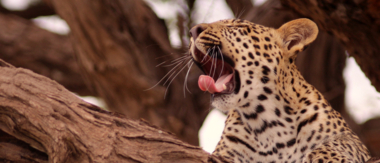 Machaba Botswana Okavango Delta Gomoti Plains Leopard Sightings April 2018