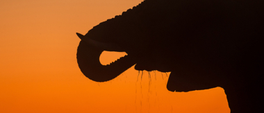 Machaba Botswana Okavango Delta Little Machaba Camp Elephant Sightings April 2019