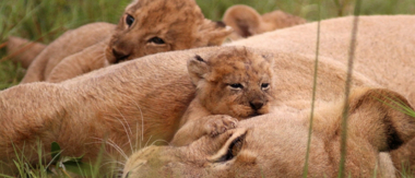 Machaba Botswana Okavango Delta Gomoti Plains Camp Lion Cub 3 Sightings February 2018