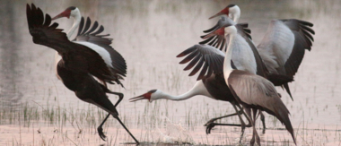 Machaba Botswana Okavango Delta Gomoti Plains Camp Birds Sightings August 2018