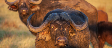 On Safari Nala Episode 15 The Cape Buffalo