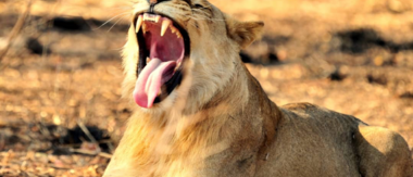 Machaba Zimbabwe Hwange Deteema Camp Lion Sightings August 2019