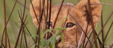 Machaba Botswana Okavango Delta Gomoti Plains Cub 2 Sightings March 2018