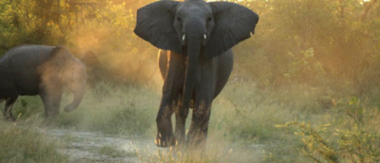 Machaba Botswana Okavango Delta Machaba Elephant Sightings May 2017