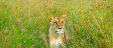 Machaba Botswana Okavango Delta Machaba Lion Sightings March 2017