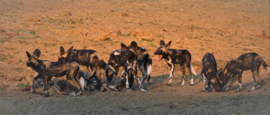 Zimbabwe   Mana Pools   Ingwe Pan   August Sightings 2021   CTA   Wildlife And Activities
