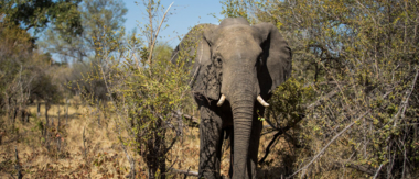 Machaba April Wildlife Sightings Cta Elephant