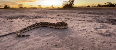 On Safari Nala Episode 11 Cta Puff Adder