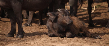 Machaba Botswana Chobe Ngoma Safari Lodge Small Buffalo Sightings September 2019
