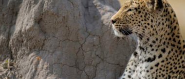 Machaba Camp Botswana Okavango Delta Little Machaba Camp Leopard Sightings June 2019
