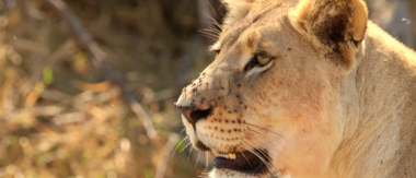Machaba Botswana Okavango Delta Gomoti Plains Camp Lion 1 Sightings July 2018