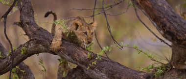 Machaba Camp Botswana Okavango Delta Little Machaba Camp Lion Sightings March 2019