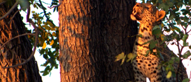 Machaba Botswana Okavango Delta Machaba Camp Leopard 2 Sightings May 2018