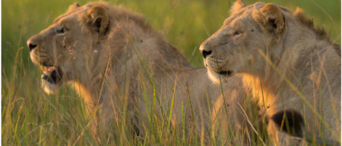 Machaba Camp Botswana Okavango Delta Little Machaba Camp Lions Sightings February 2019