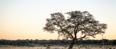 Machaba Zimbabwe Hwange Verneys Camp Sighting February 2020 Cta Classic Hwange