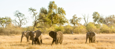 Machaba Botswana Okavango Delta Machaba Camp Sightings Elephant