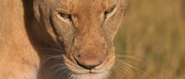 Machaba Botswana Okavango Delta Machaba Camp Lion Sightings Update June 2017