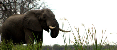 Machaba Camp Botswana Okavango Delta Little Machaba Camp Elephant Sightings February 2018