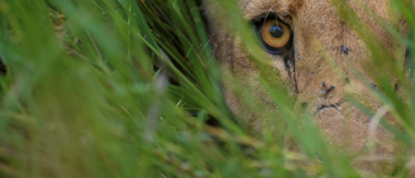 Machaba Botswana Okavango Delta Camp Lion Sightings Update January 2017