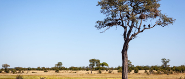 Zimbabwe Mana Blog Cta