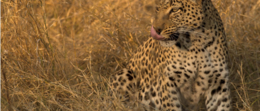 Botswana Okavango Delta Machaba Camp Sightings Leopard August 2017