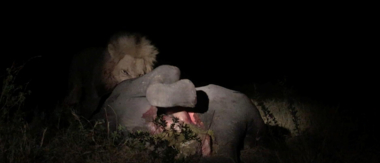 Machaba Camp Botswana Okavango Delta Little Machaba Camp Lion 2 Sightings November 2018