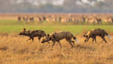 Machaba Zimbabwe Mana Pools Hyenas