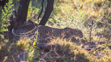 Specific Animal Tracking