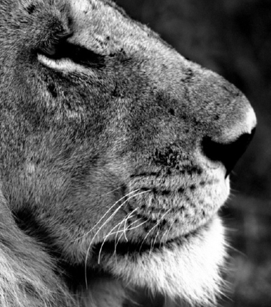 Machaba Camp Botswana Okavango Delta Little Machaba Camp Lion Sightings February 2018