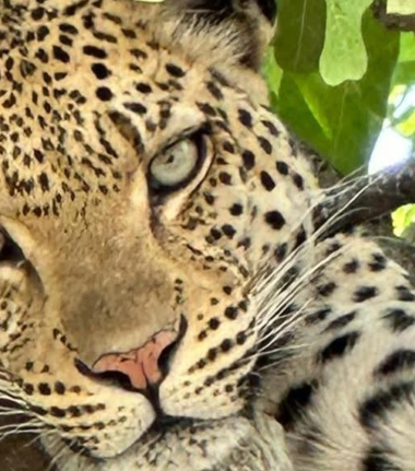 Machaba Kiri Camp Wildlife Sightings October 2025 Leopard In A Tree