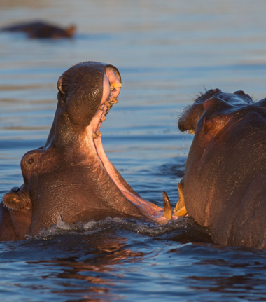 Machaba Botswana Okavango Delta Gomoti Plains Camp Hippos Sightings Report August 2019
