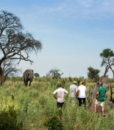 Machaba Safaris   Botswana   Okavango   Walking Safari