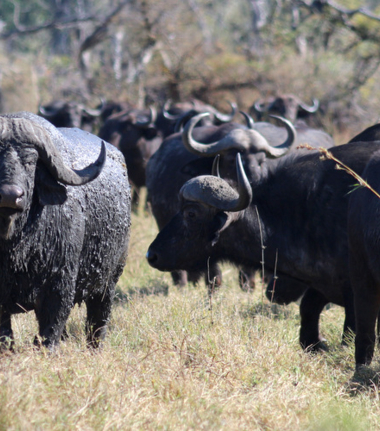 Machaba Botswana Okavango Delta Gomoti Plains Camp Buffalos 2 Sightings July 2018