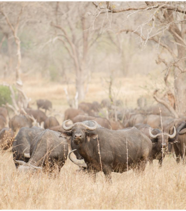 Machaba Camp Botswana Okavango Delta Little Machaba Camp Buffalos Sightings August 2018