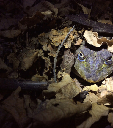 Machaba Camp Botswana Okavango Delta Little Machaba Camp Toad Sightings December 2018