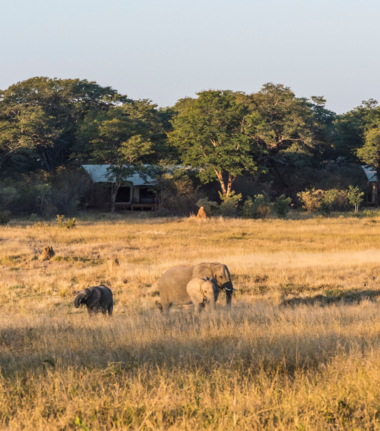 Machaba Zimbabwe Hwange Verneys Camp Sighting February 2020 Cta Explore Verneys
