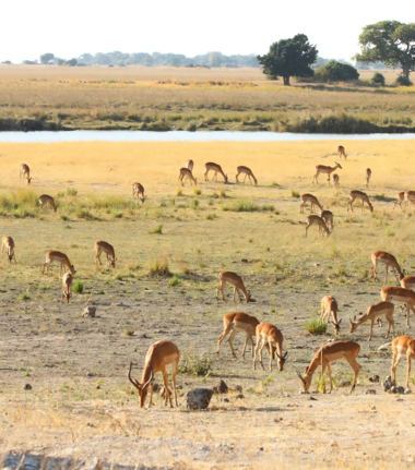 Web Machaba Botswana Ngoma Safari Lodge Buck Transformed