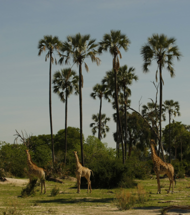Botswana Okavango Delta Machaba