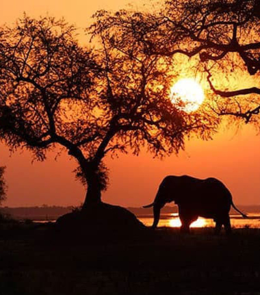 Botswana Okavango Delta Machaba Camp Sightings April 2021 Cta
