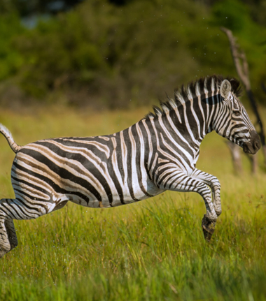 Machaba Camp Botswana Okavango Delta Little Machaba Camp Zebra Sightings March 2019